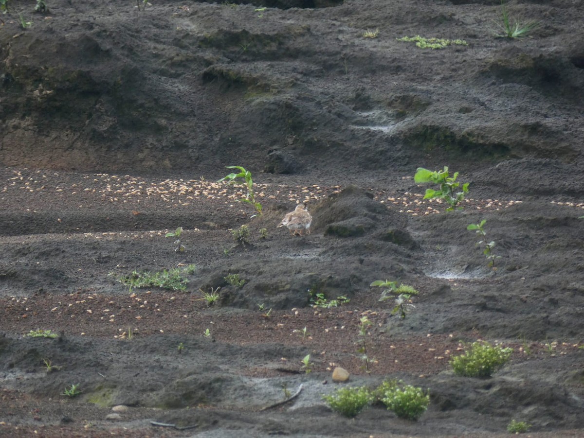 Collared Plover - ML599836791