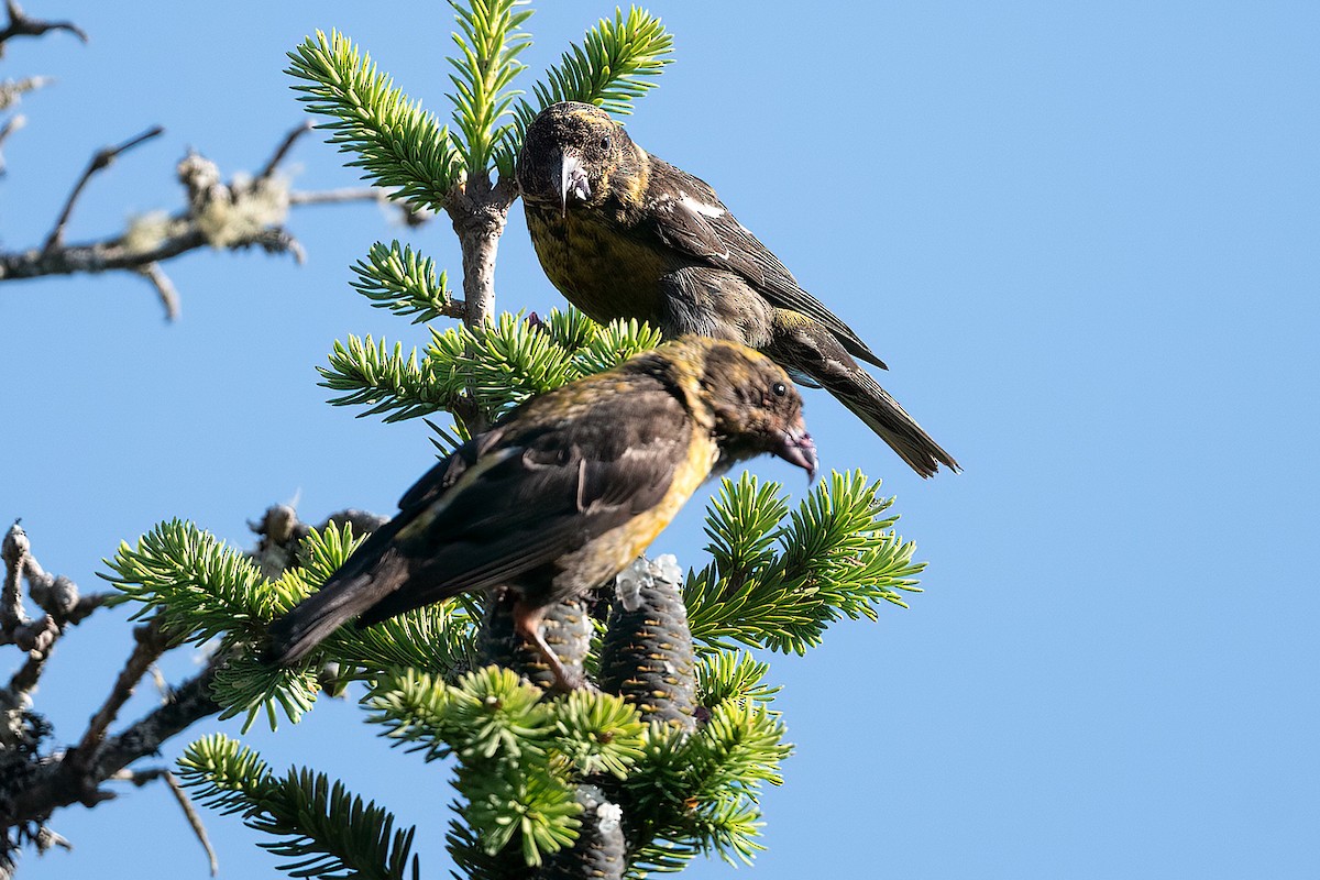 White-winged Crossbill - ML599837101