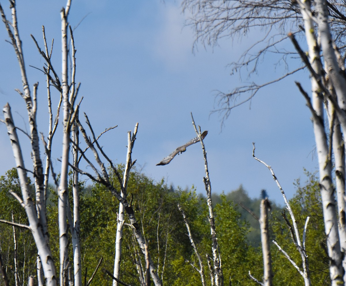 Northern Harrier - ML599837761