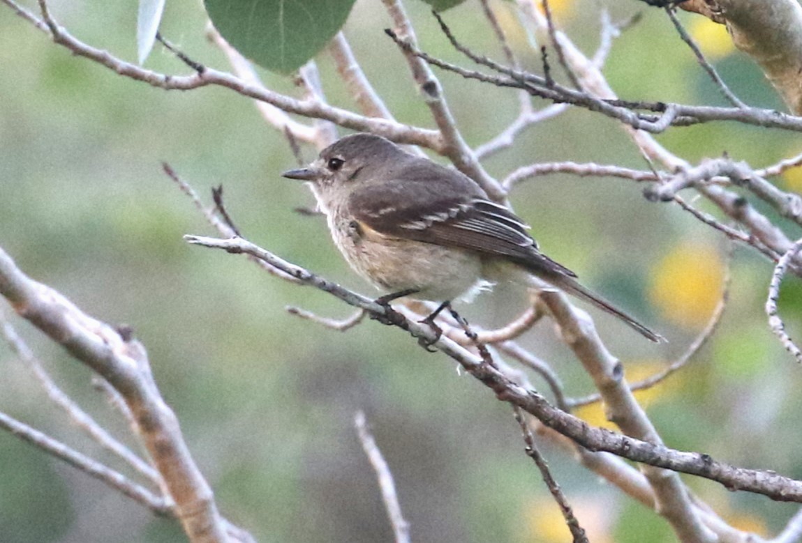 Dusky Flycatcher - ML599837901