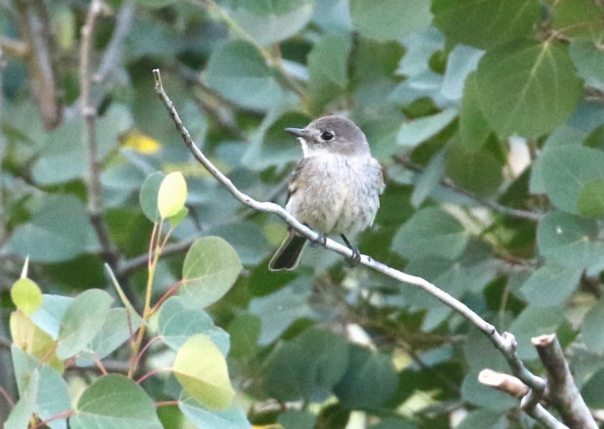 Dusky Flycatcher - ML599838111