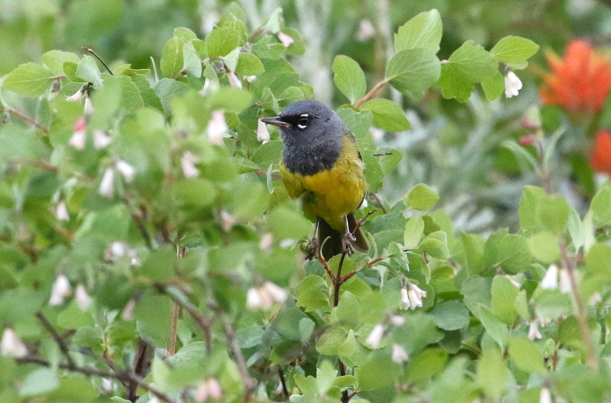MacGillivray's Warbler - ML599838451