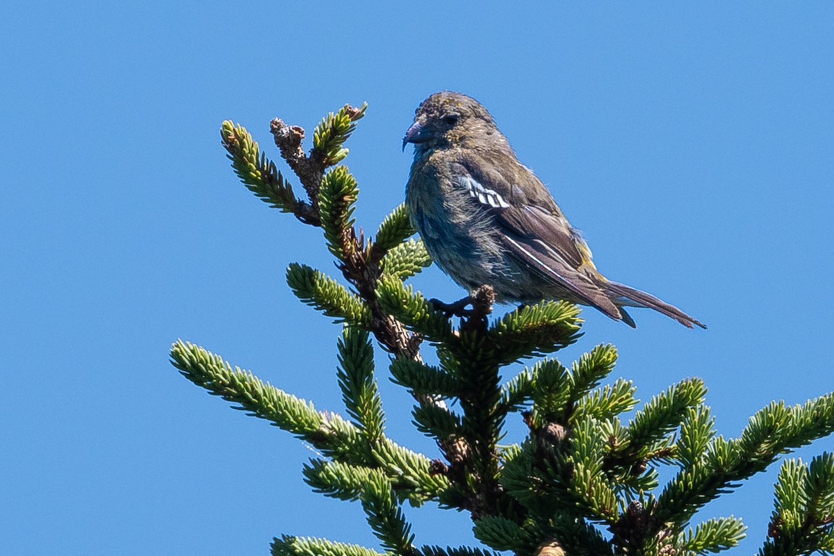 White-winged Crossbill - ML599838651