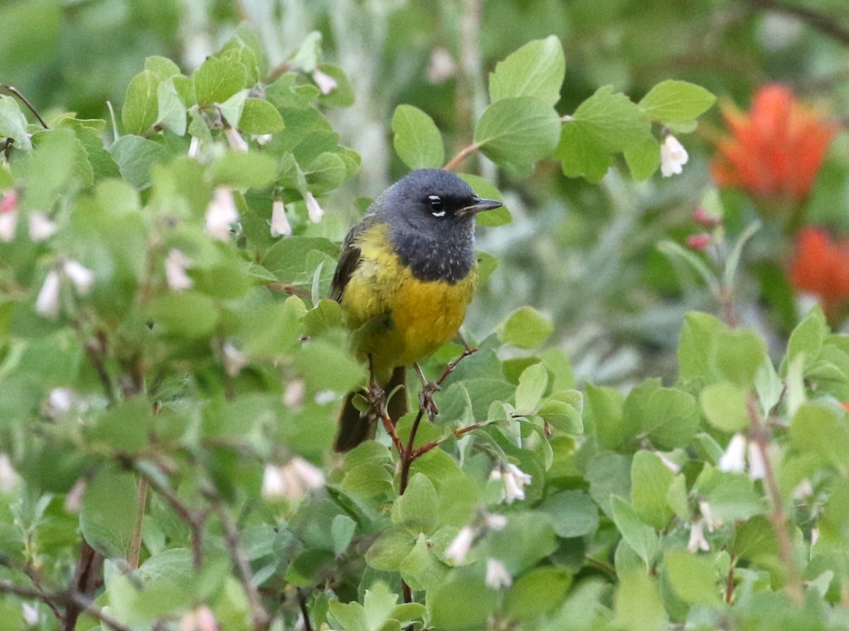 MacGillivray's Warbler - ML599838831