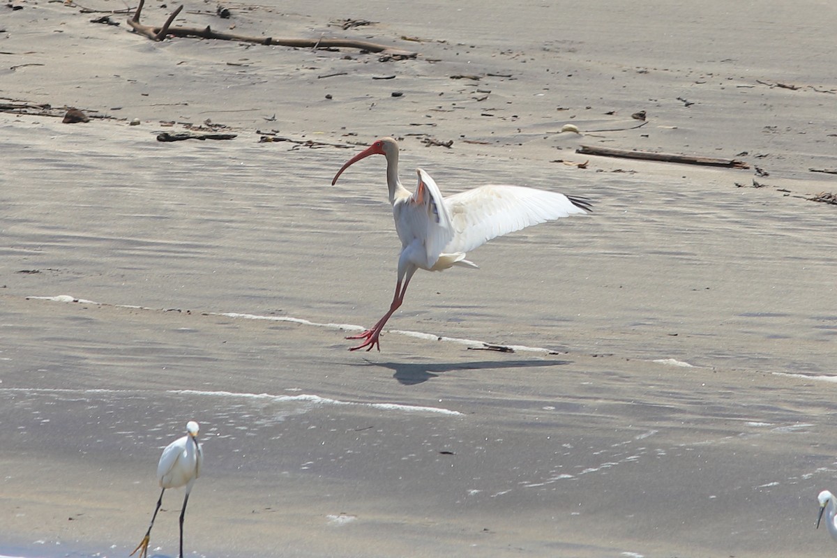 White Ibis - ML599838841