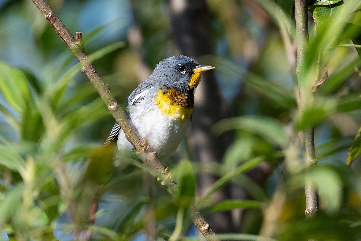 Northern Parula - ML599838891