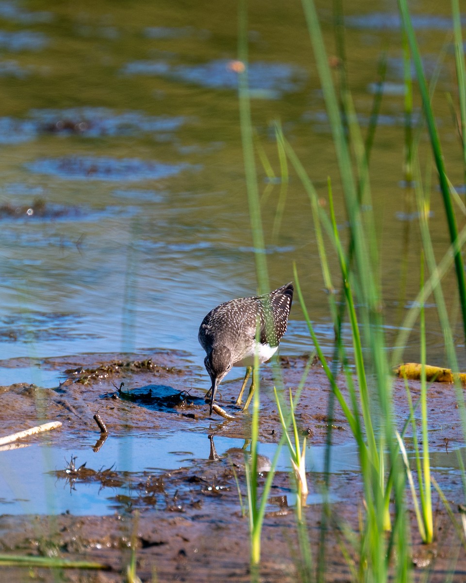 Solitary Sandpiper - ML599839351