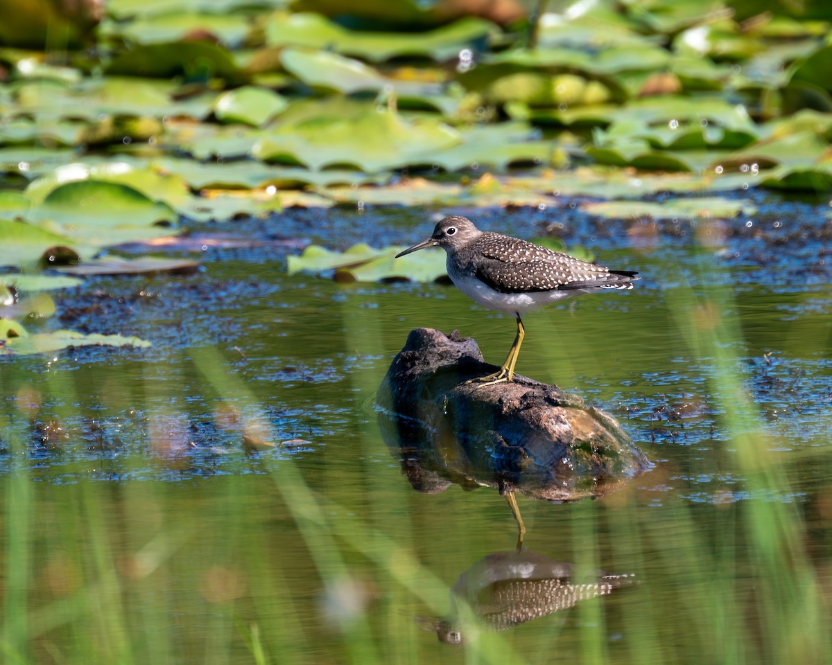 Solitary Sandpiper - ML599839421