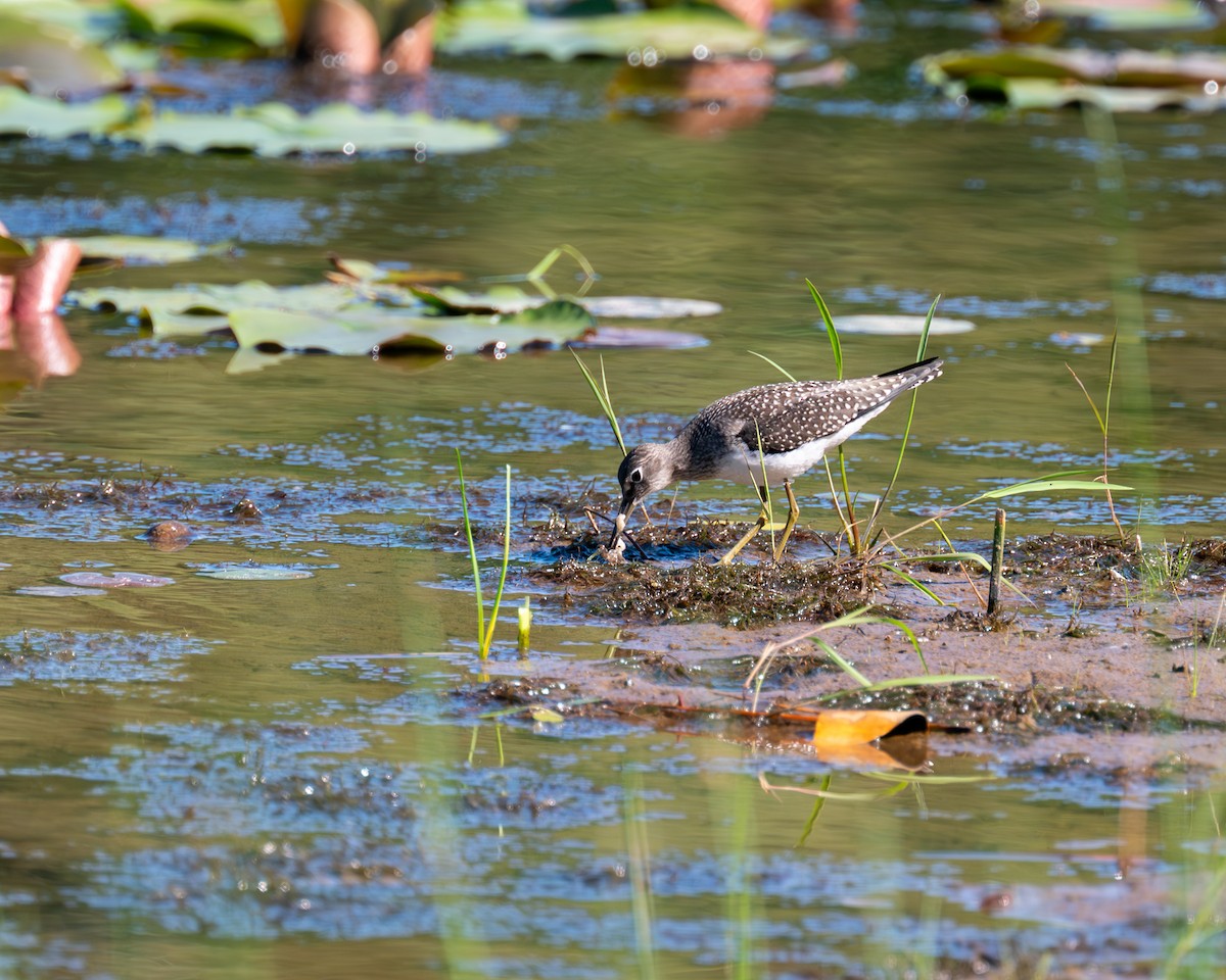 Solitary Sandpiper - ML599839451