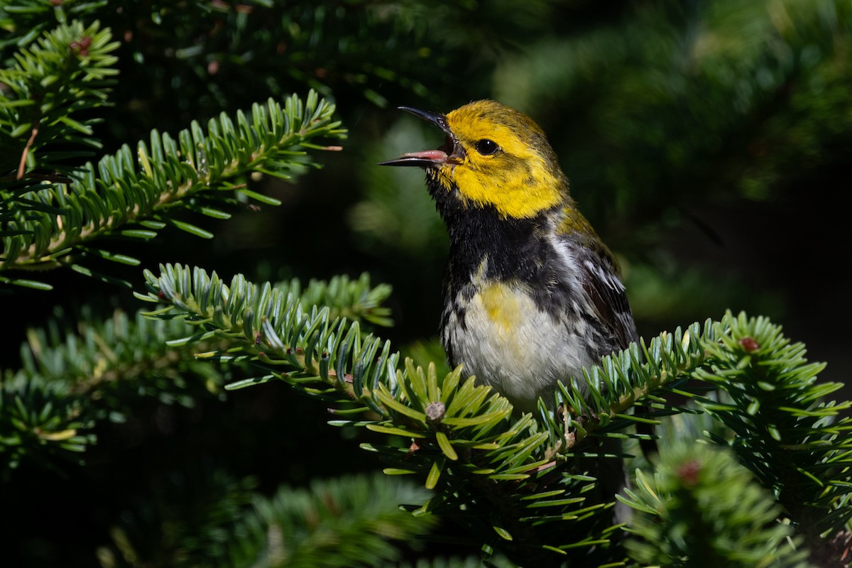 Black-throated Green Warbler - ML599839611