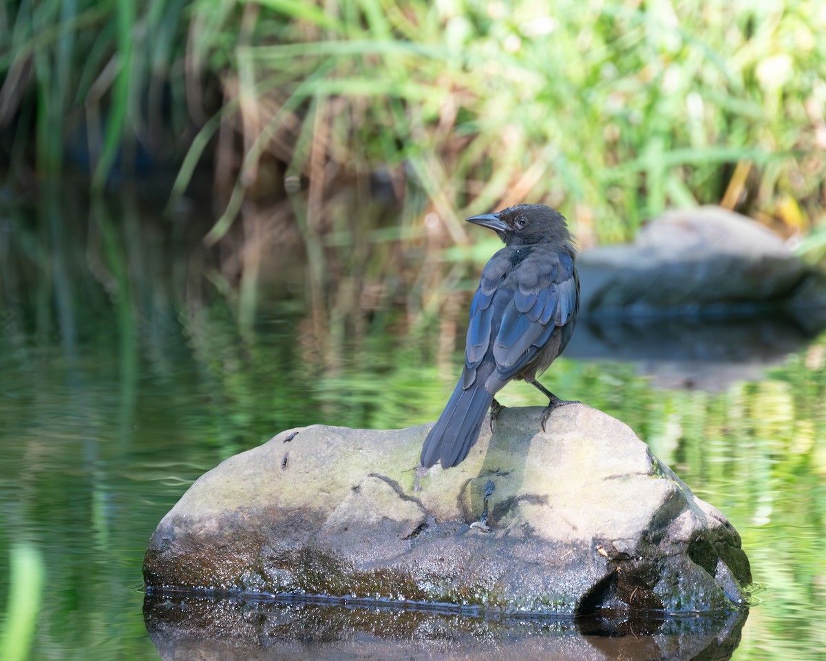 American Crow - ML599839751