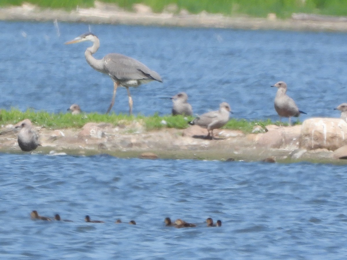 Gaviota de Delaware - ML599841041