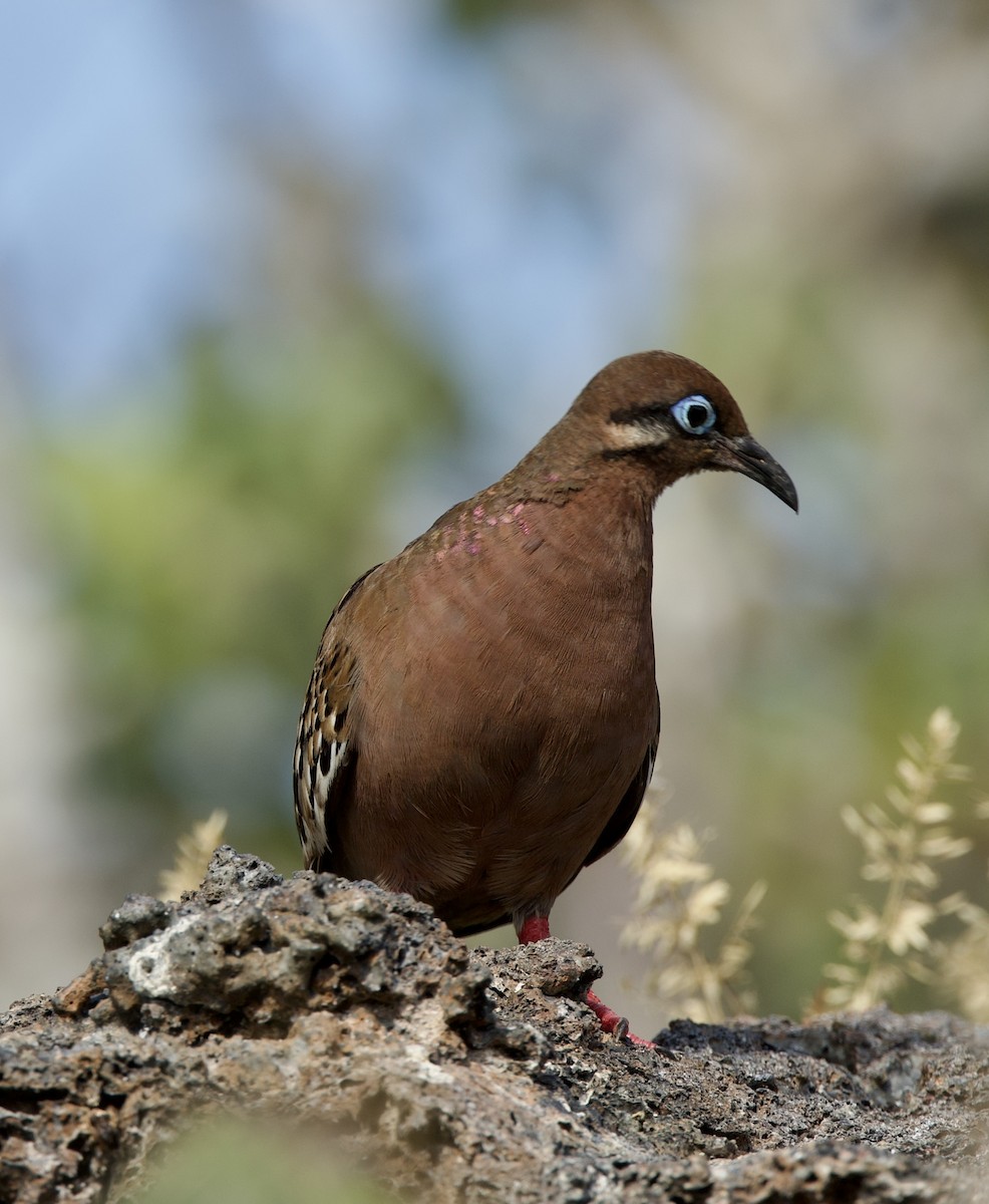 Tourterelle des Galapagos - ML599841251