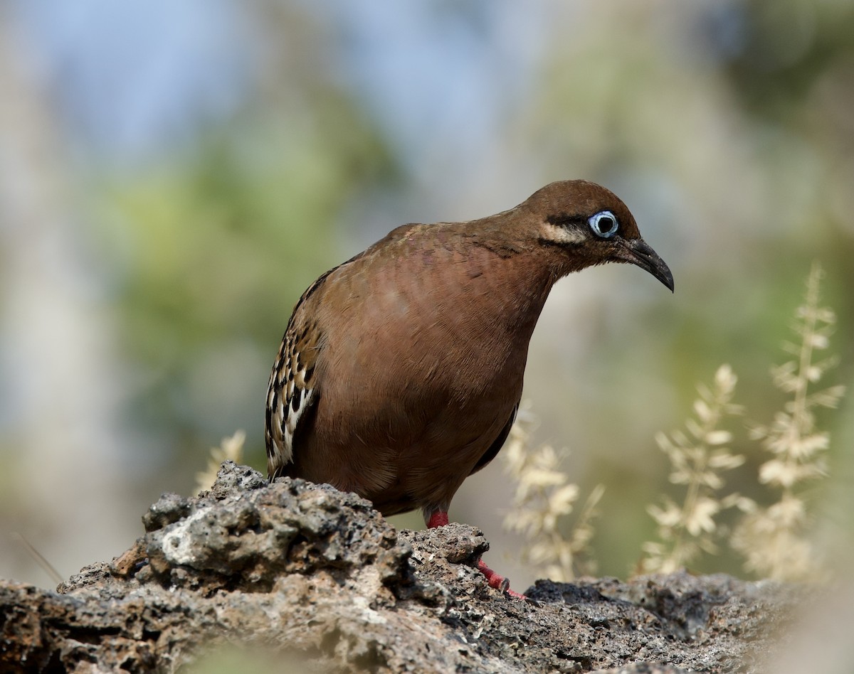 Tourterelle des Galapagos - ML599841291