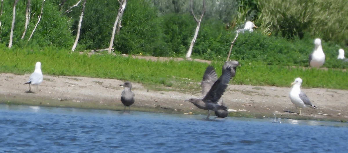 California Gull (albertaensis) - ML599843301