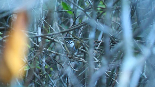 White-striped Warbler - ML599843481