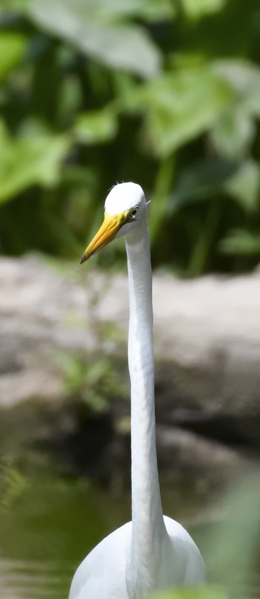 Great Egret - ML599843781