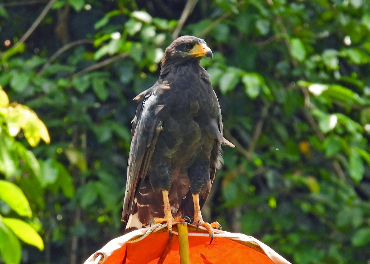 Common Black Hawk - Mark Thomson