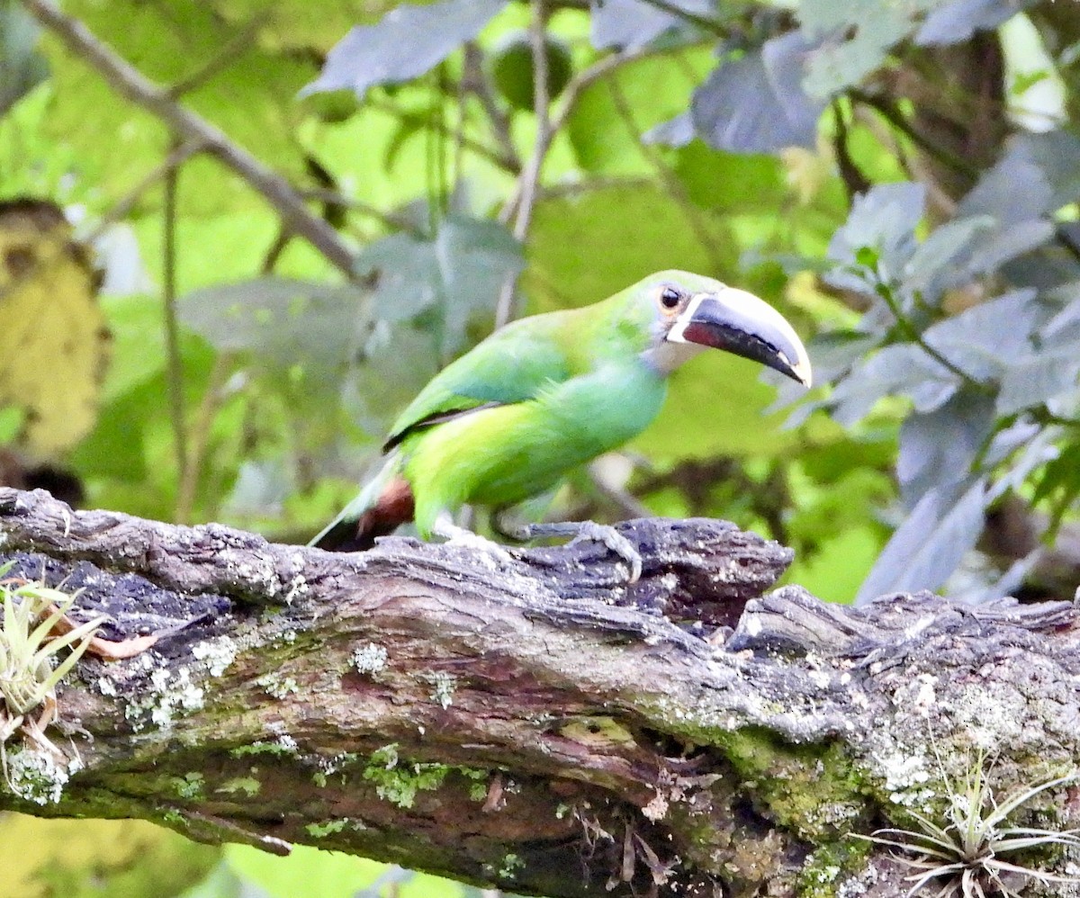 arassari bělohrdlý (ssp. griseigularis) - ML599844911