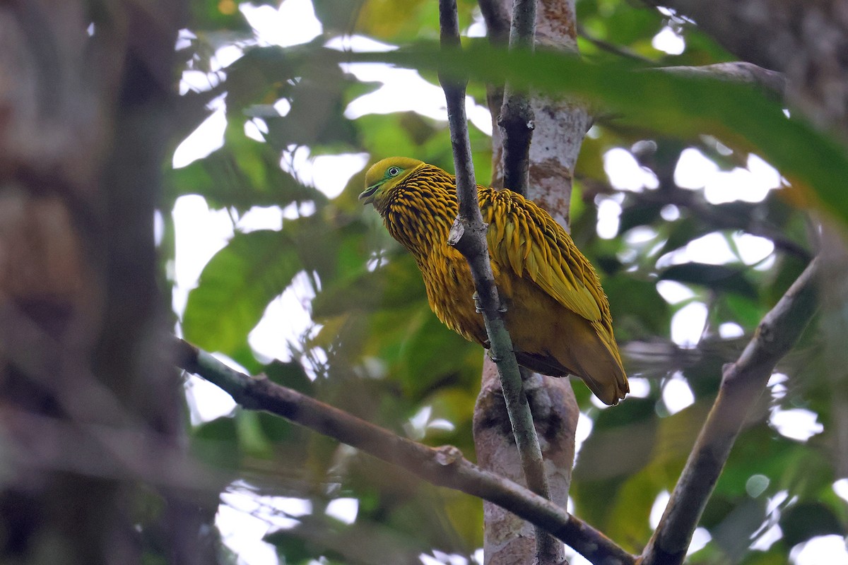 Golden Dove - Charley Hesse TROPICAL BIRDING