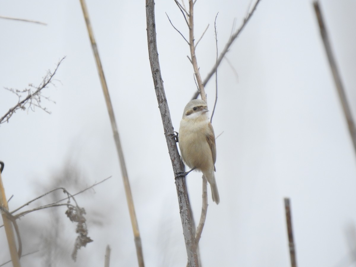 Chinese Penduline-Tit - ML599845171