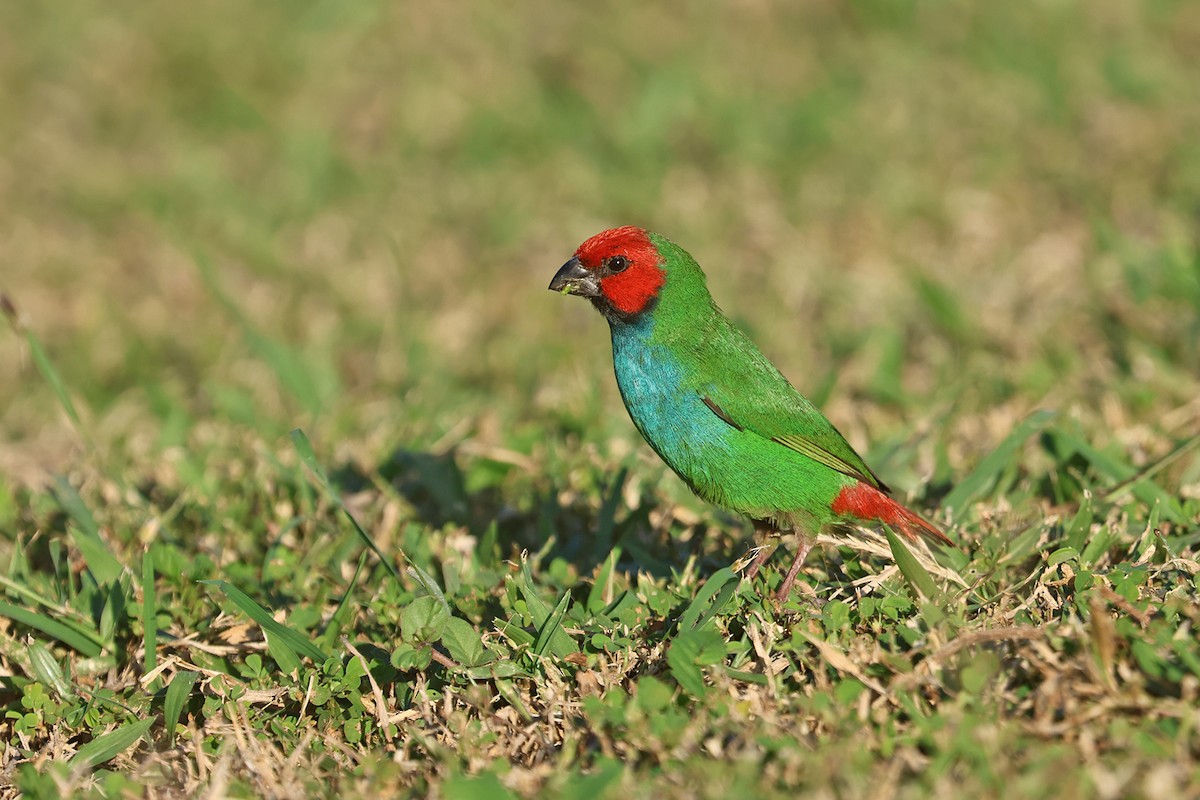 Fiji Parrotfinch - ML599845501