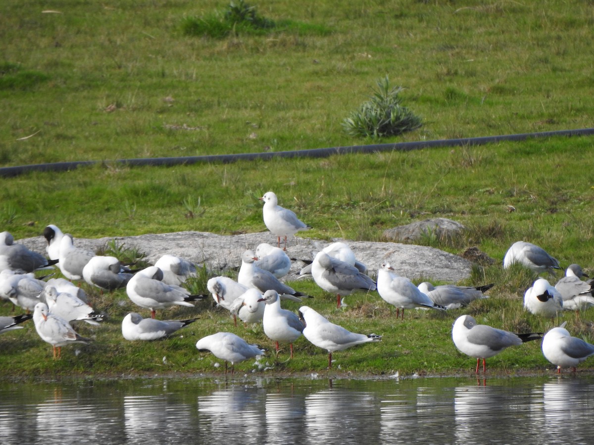 Gray-hooded Gull - ML599846271