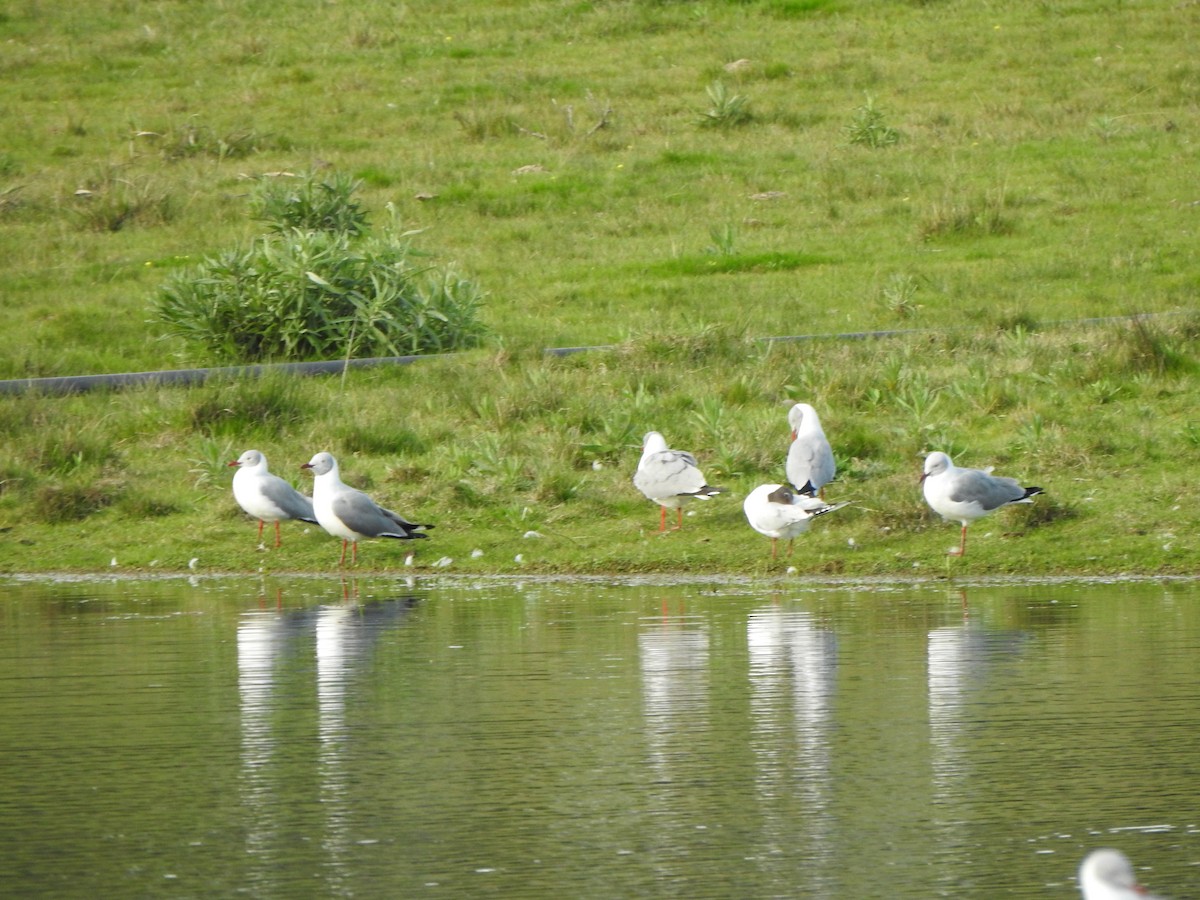 Gray-hooded Gull - ML599846281