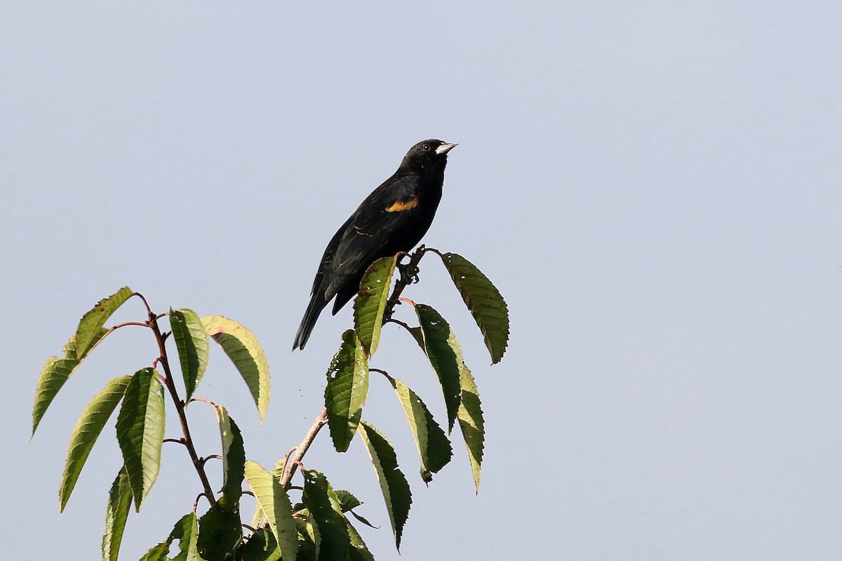 Red-winged Blackbird - ML599846891