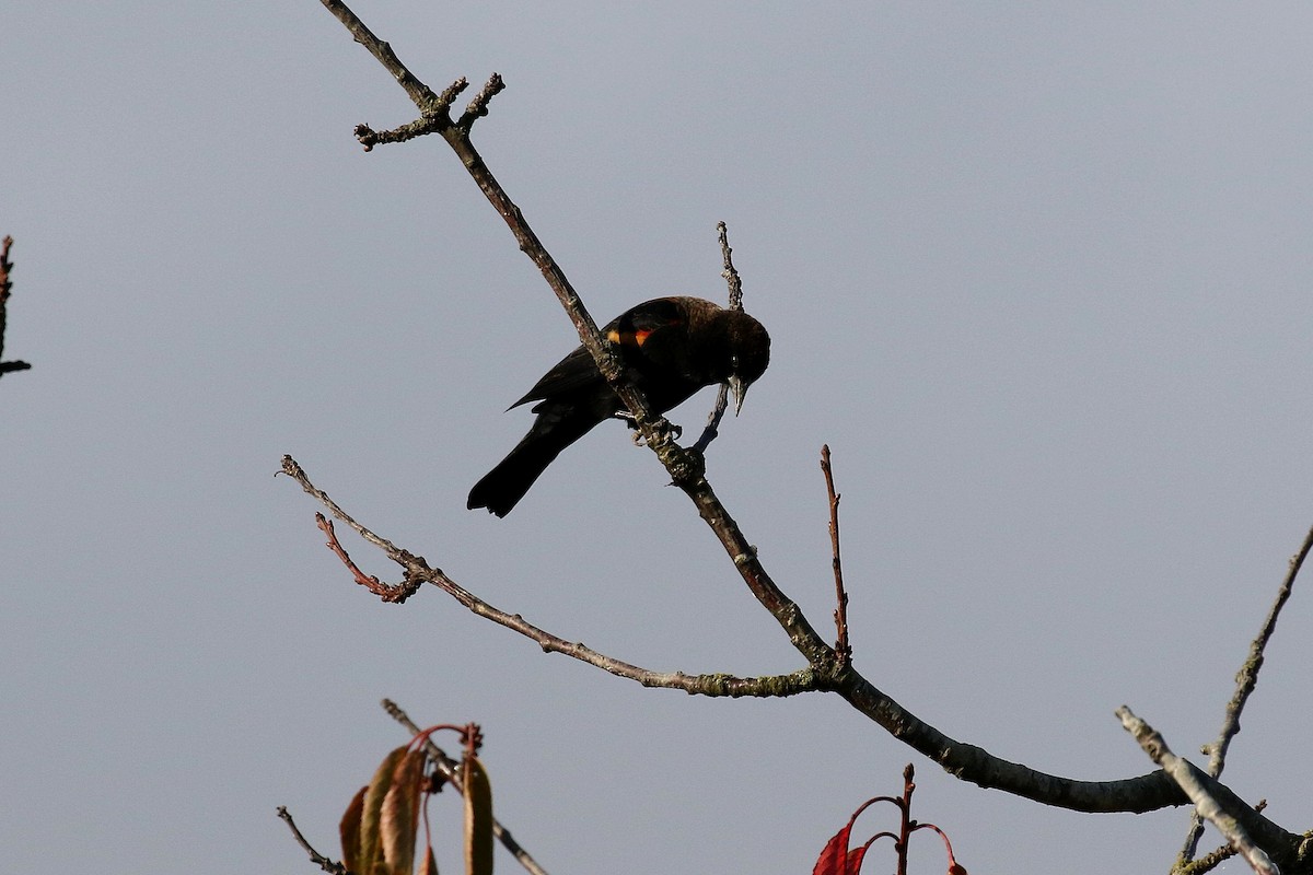Red-winged Blackbird - ML599846901