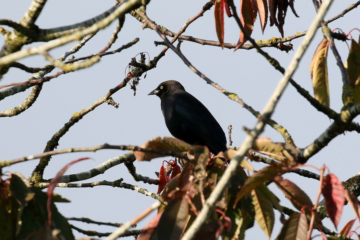 Brewer's Blackbird - ML599846911