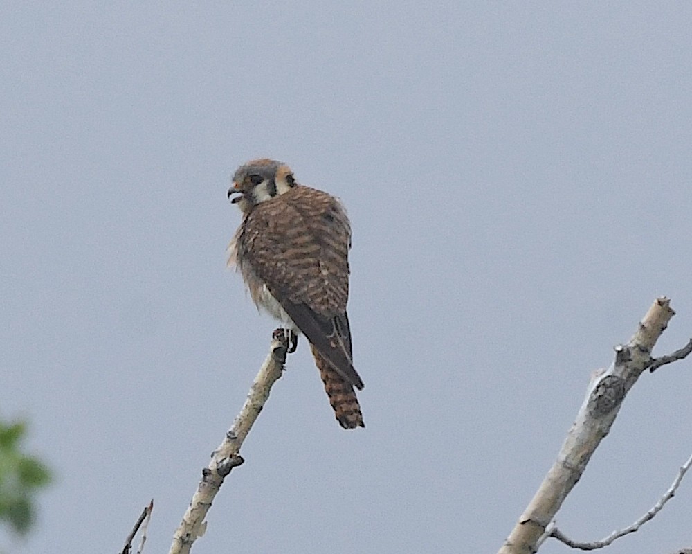 American Kestrel - ML599848061