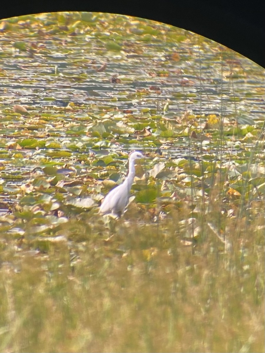 Little Blue Heron - ML599848981