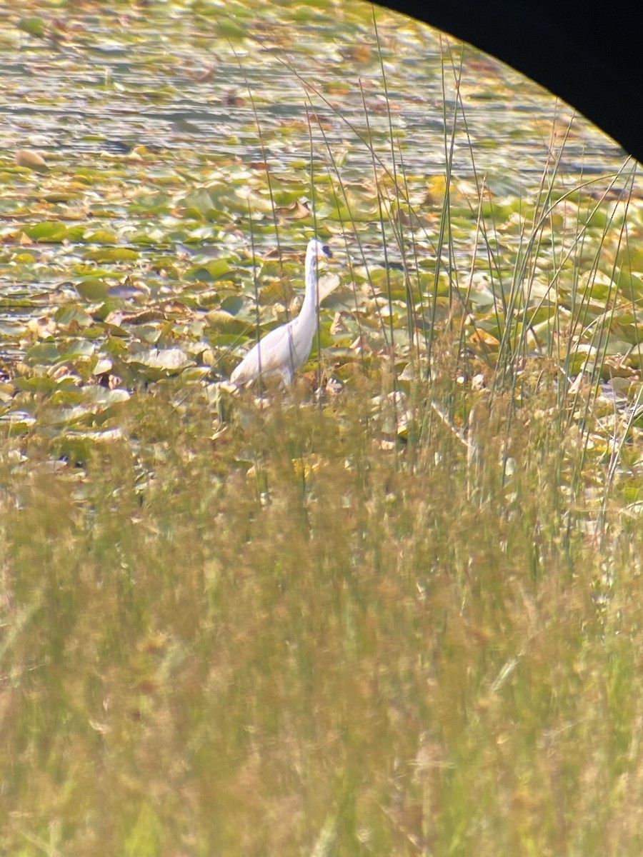 Little Blue Heron - ML599848991