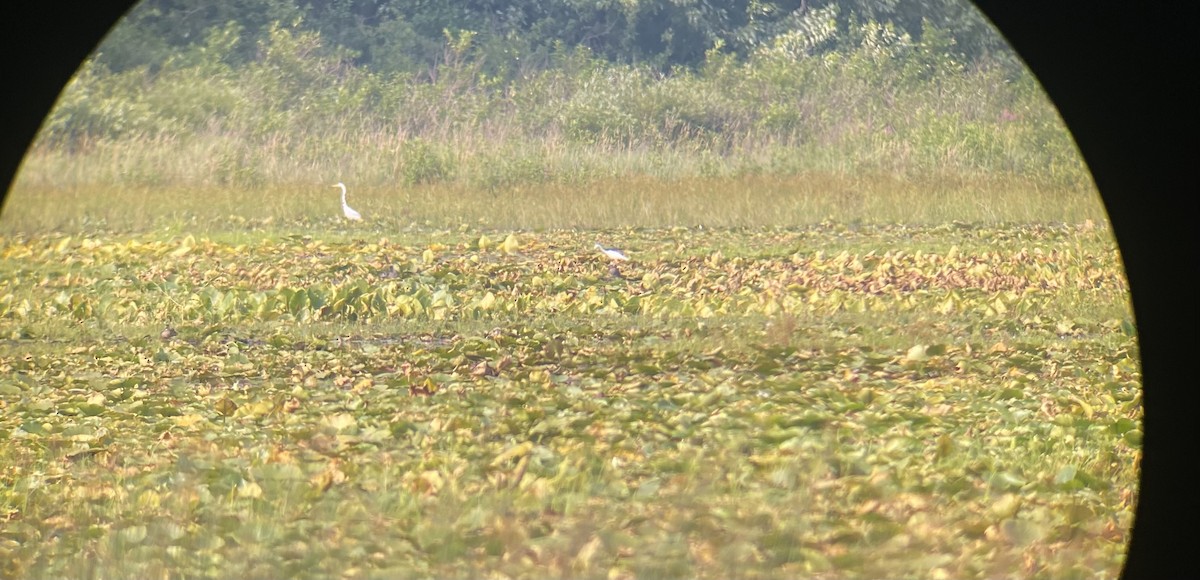 Little Blue Heron - ML599849001