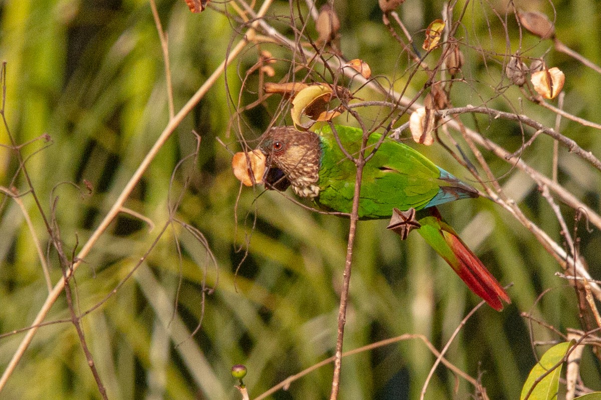 pyrura paráský (ssp. snethlageae) - ML599849341