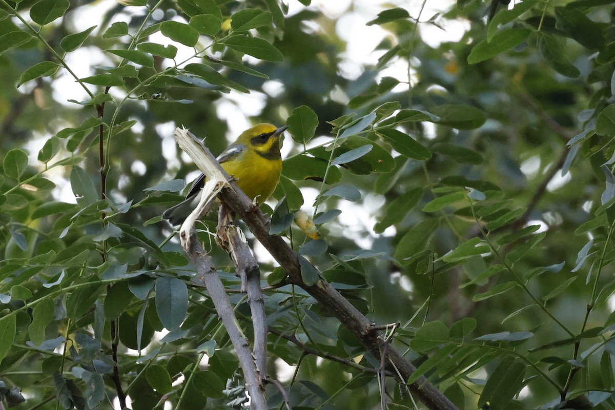 Goldflügel- x Blauflügel-Waldsänger (F2-Hybrid) - ML599849431