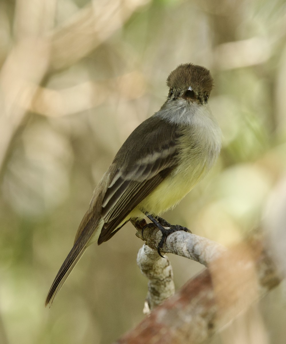 Galapagos Flycatcher - ML599851641