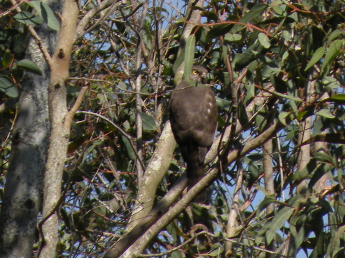 Frances's Sparrowhawk - ML59985171