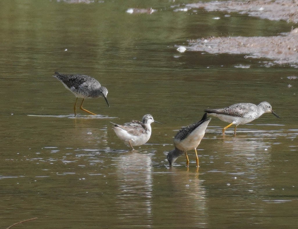 Falaropo Tricolor - ML599851791