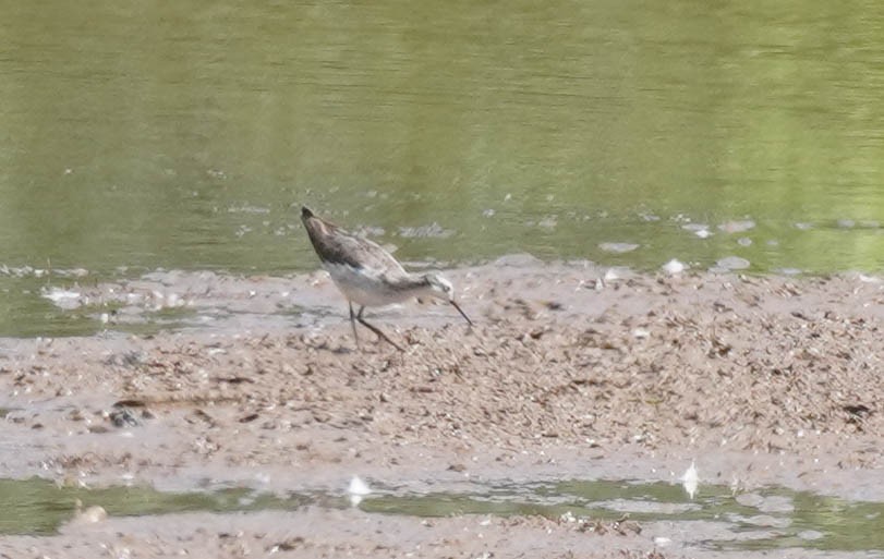 Wilson's Phalarope - ML599851901