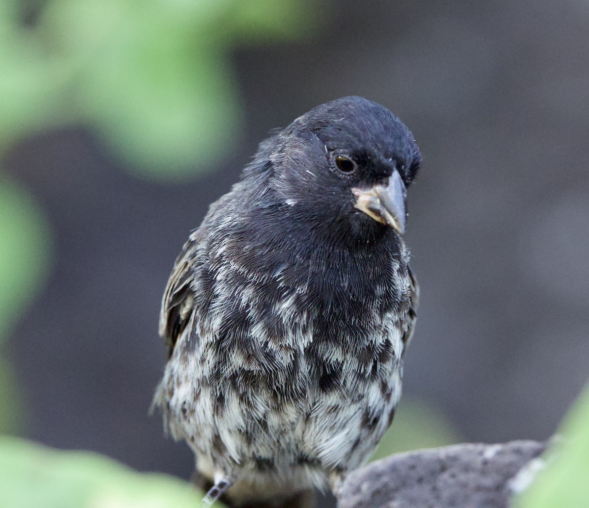 Small Ground-Finch - Bonnie de Grood