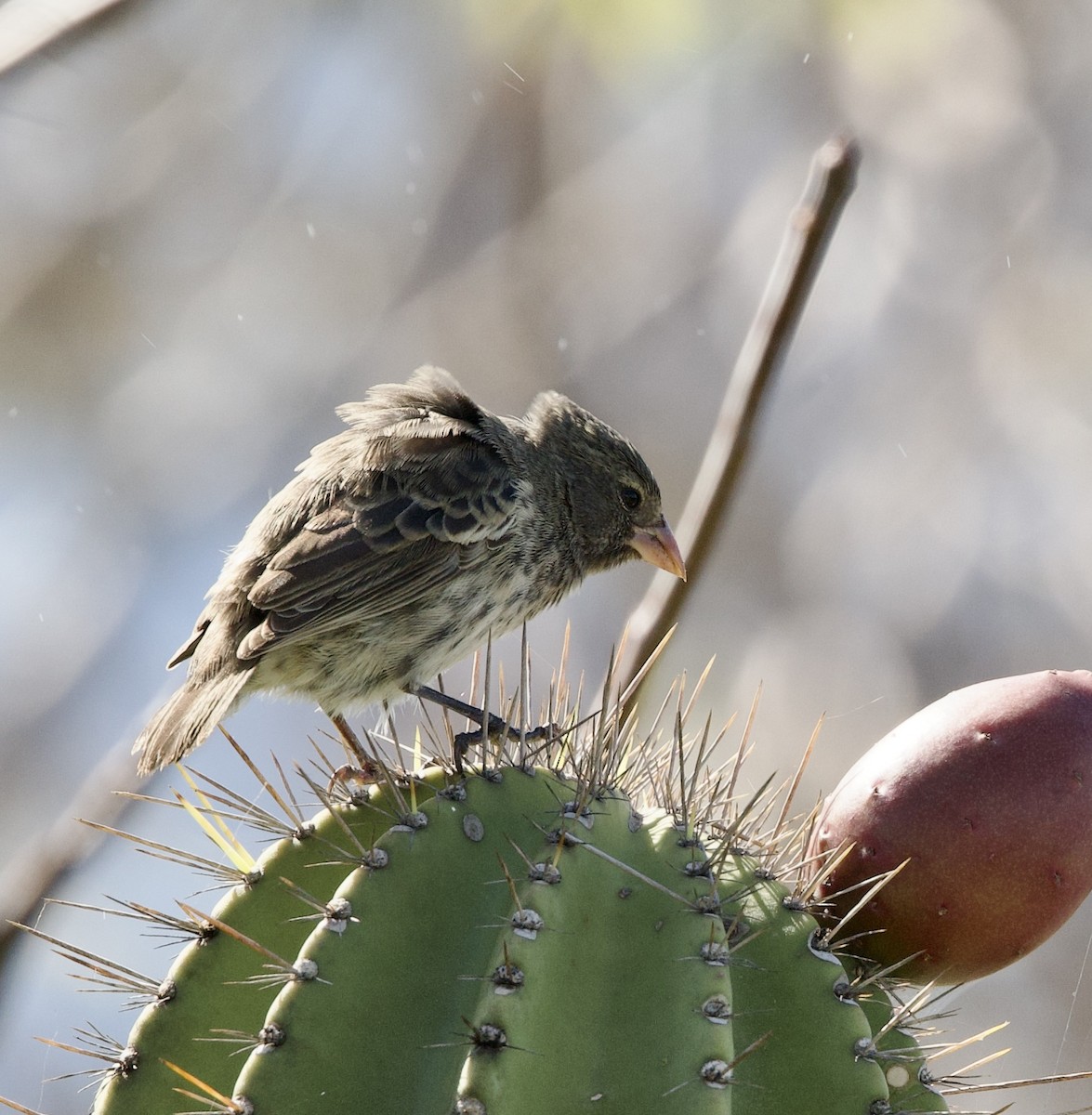 Small Ground-Finch - Bonnie de Grood