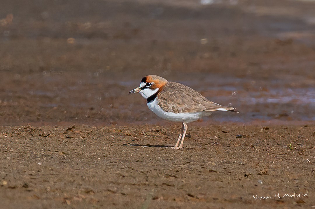 Collared Plover - ML599852211