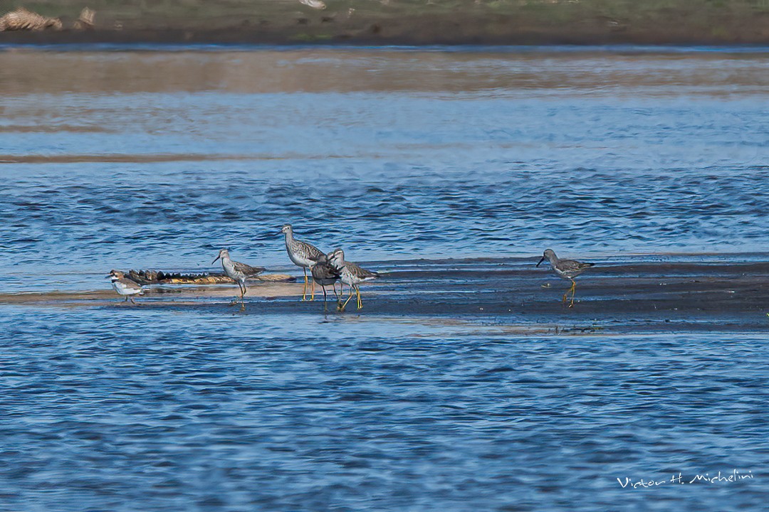 Lesser Yellowlegs - ML599852361