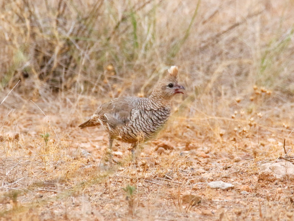 Scaled Quail - ML599852411