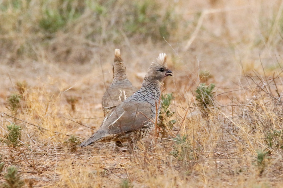 Scaled Quail - ML599852421