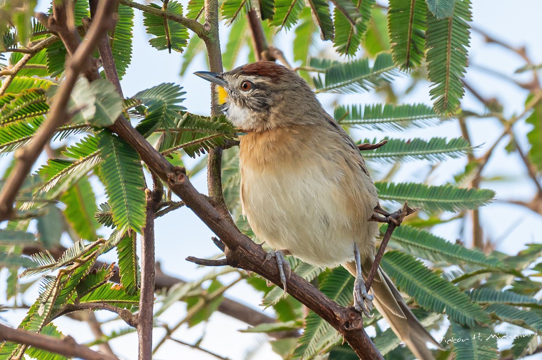 Chotoy Spinetail - ML599852571