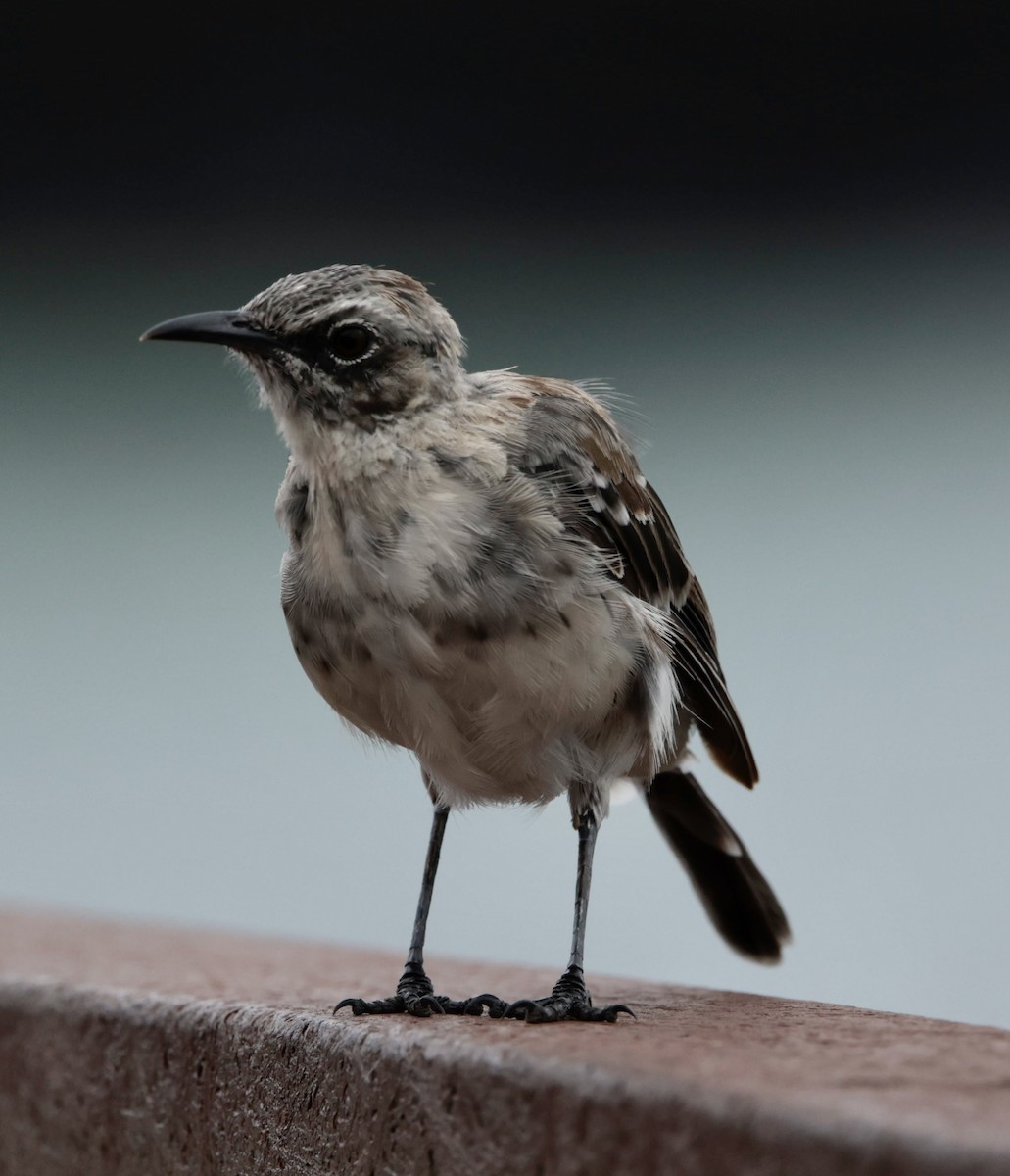 San Cristobal Mockingbird - Bonnie de Grood