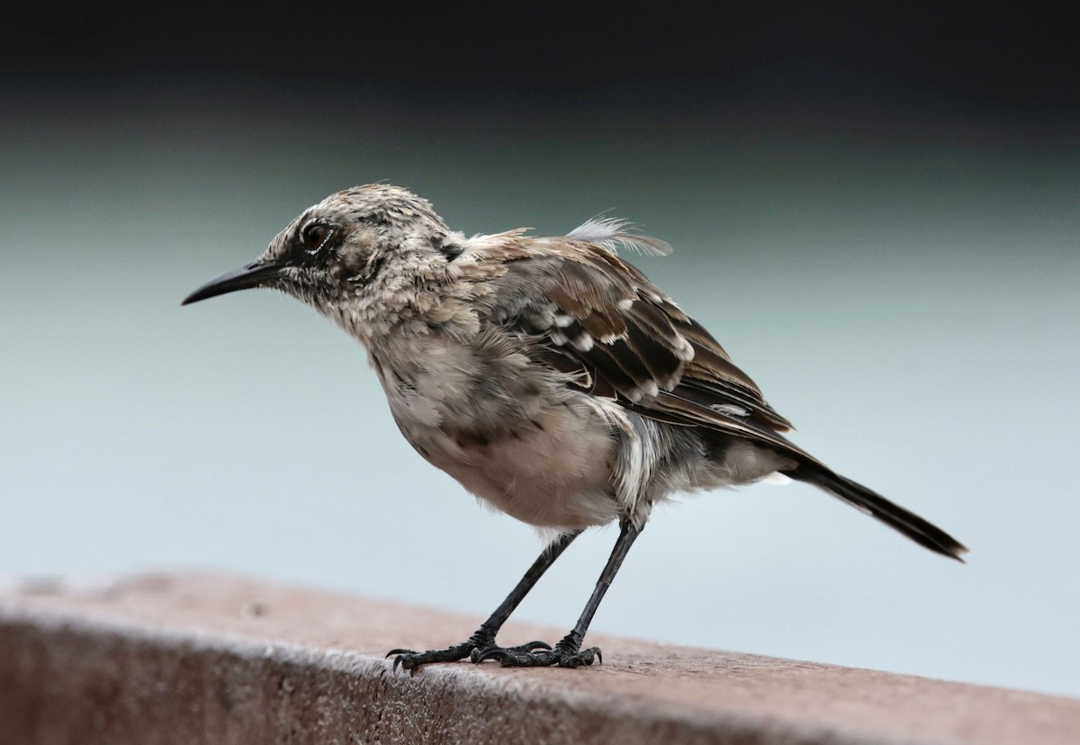 San Cristobal Mockingbird - Bonnie de Grood